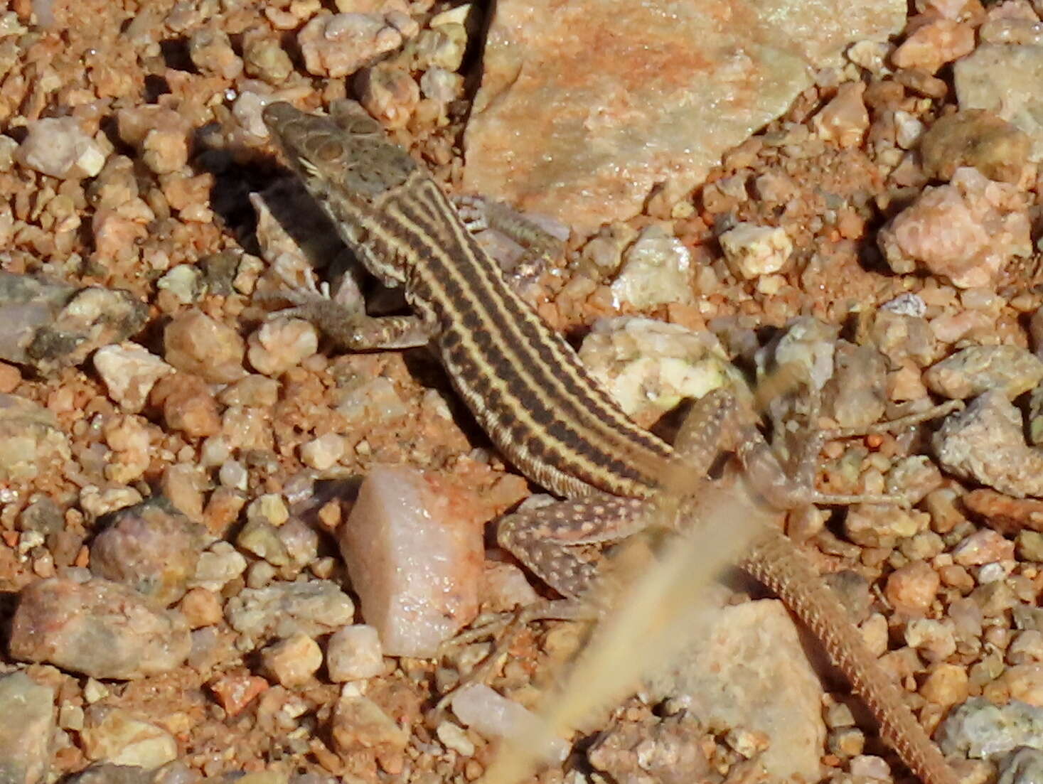 Image de Pedioplanis namaquensis (Duméril & Bibron 1839)