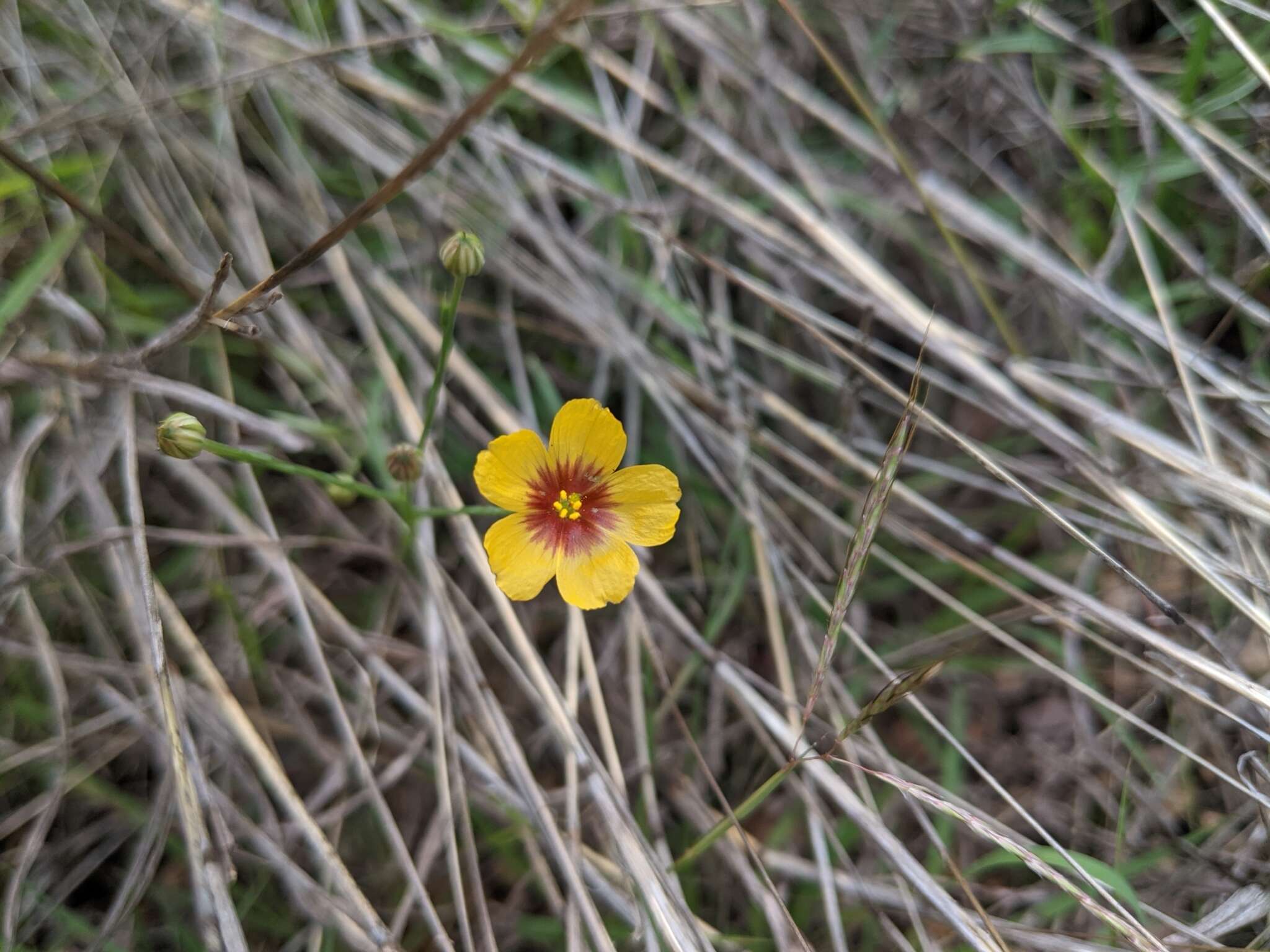 Image of Texas flax