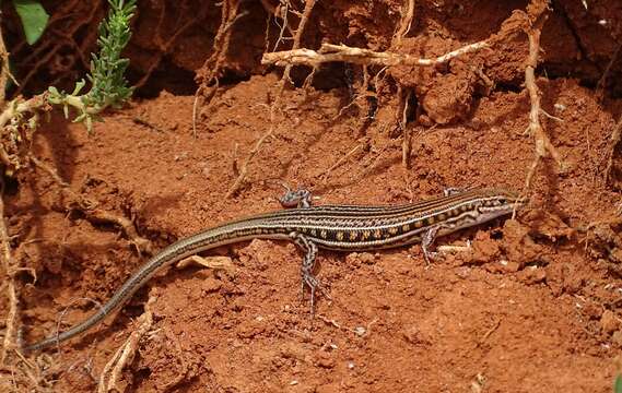 Слика од Ctenotus schomburgkii (Peters 1863)