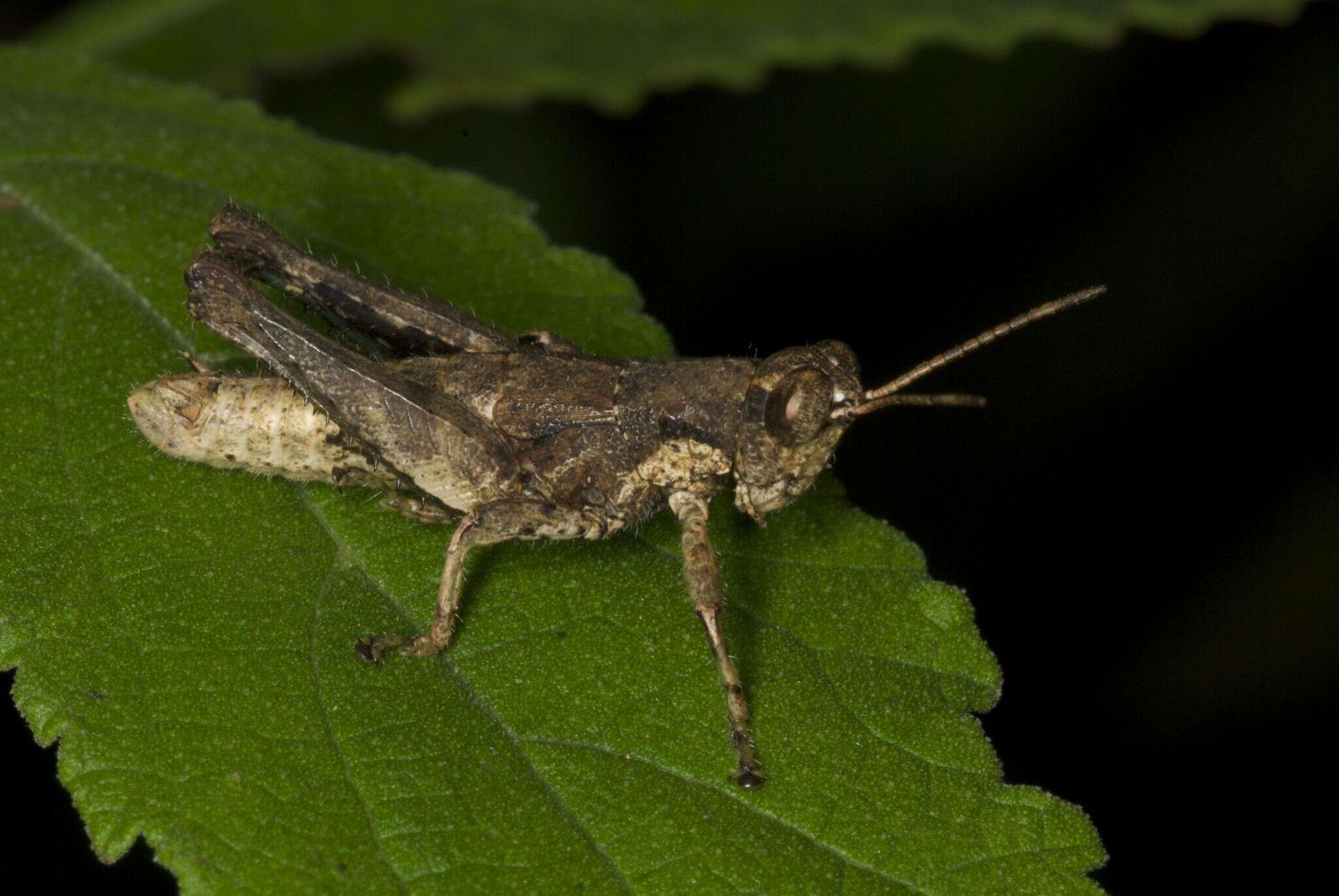 صورة Robustusacris balzapambae (Rehn & J. A. G. 1913)