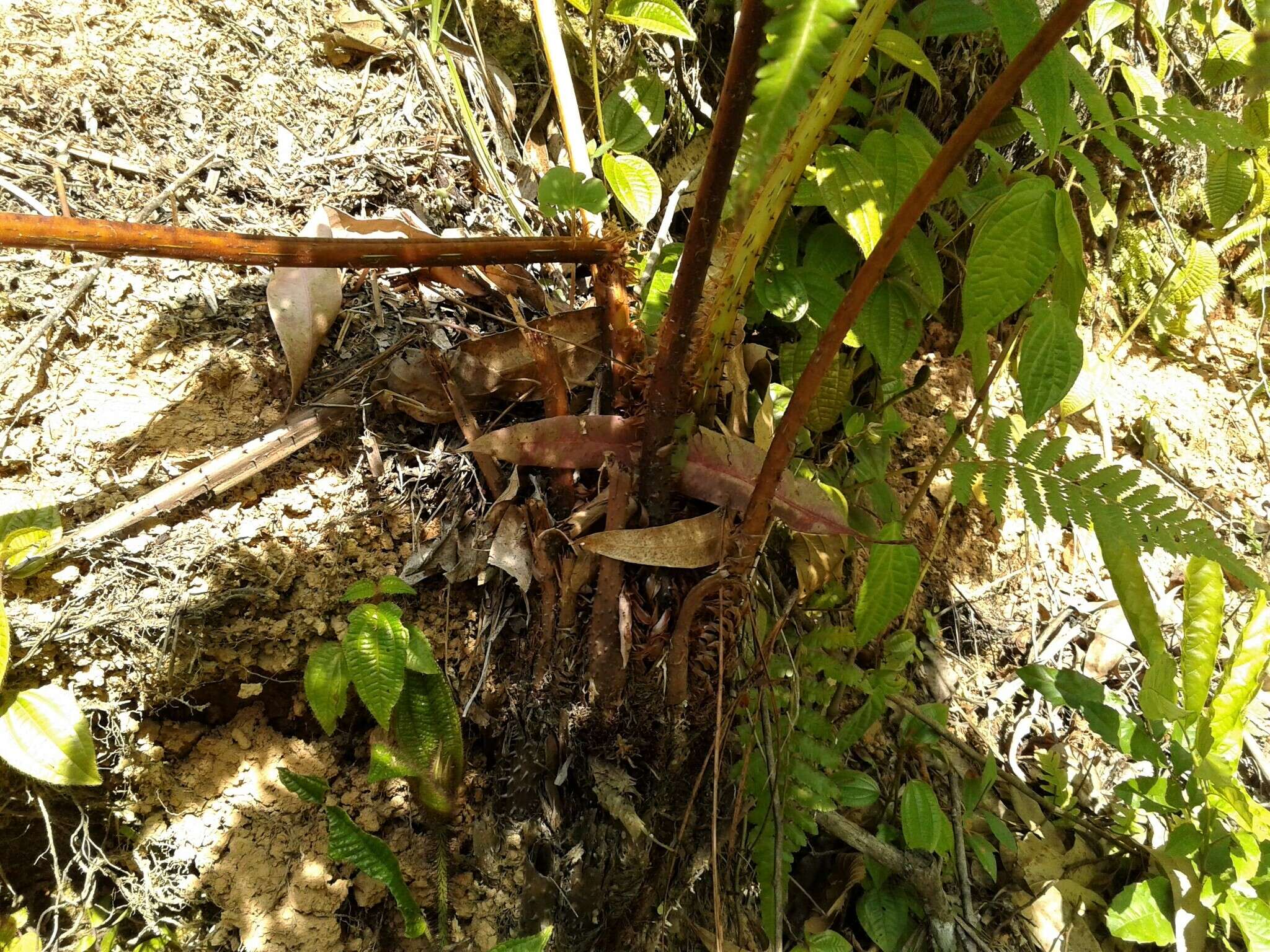 Cyathea atrovirens (Langsd. & Fisch.) Domin resmi