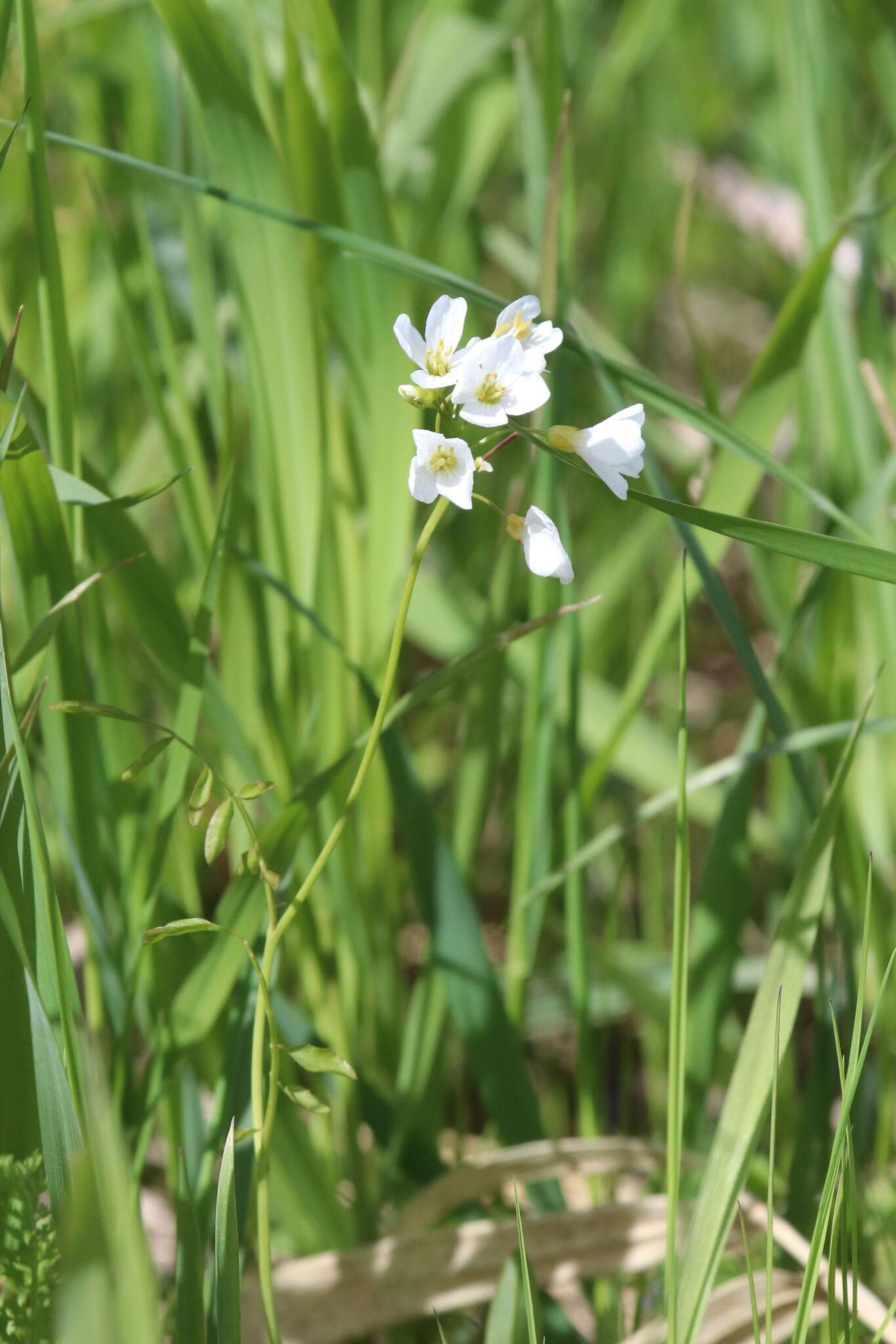 Слика од Cardamine dentata Schult.