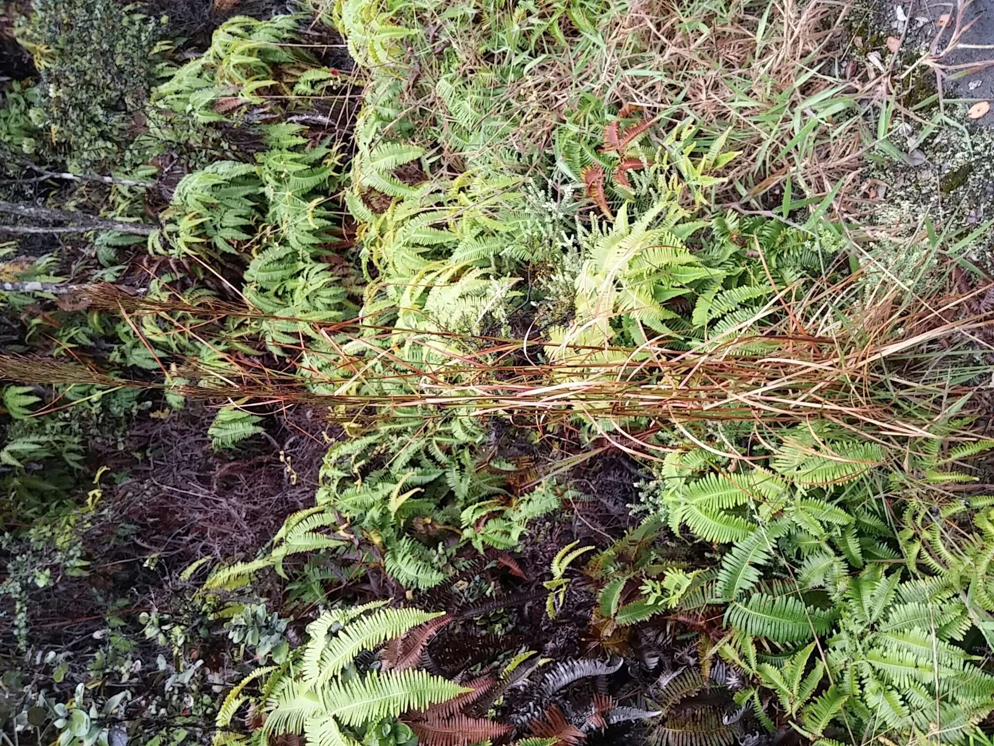 Image of Colombian bluestem