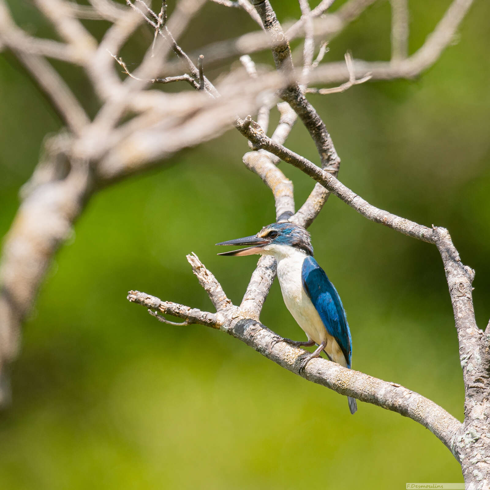 Image of Todiramphus sanctus canacorum (Brasil & L 1916)