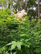 Image of Filipendula palmata (Pall.) Maxim.