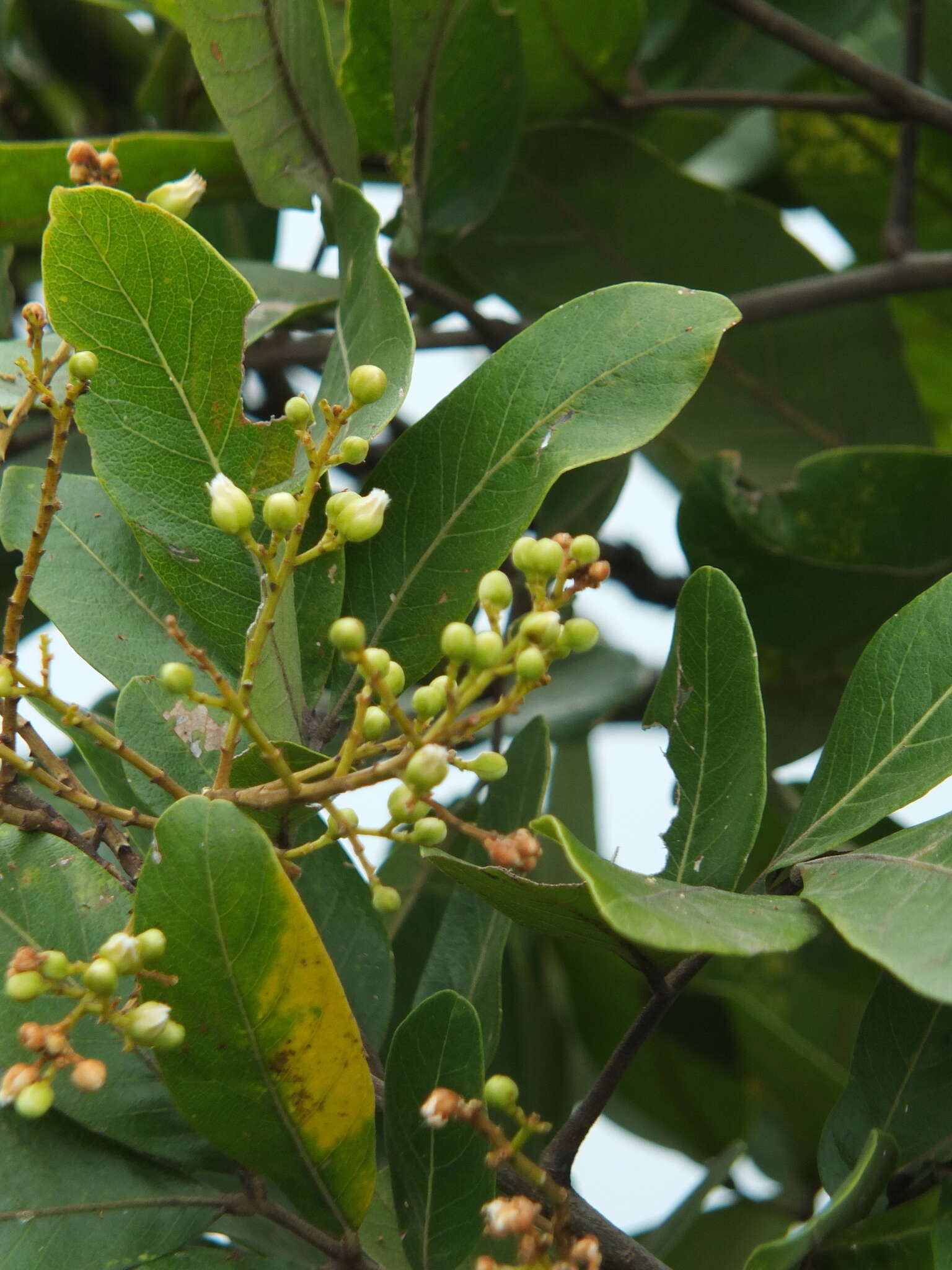 Image of Sapindus emarginatus Vahl