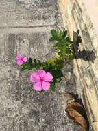 Image of Madagascar periwinkle