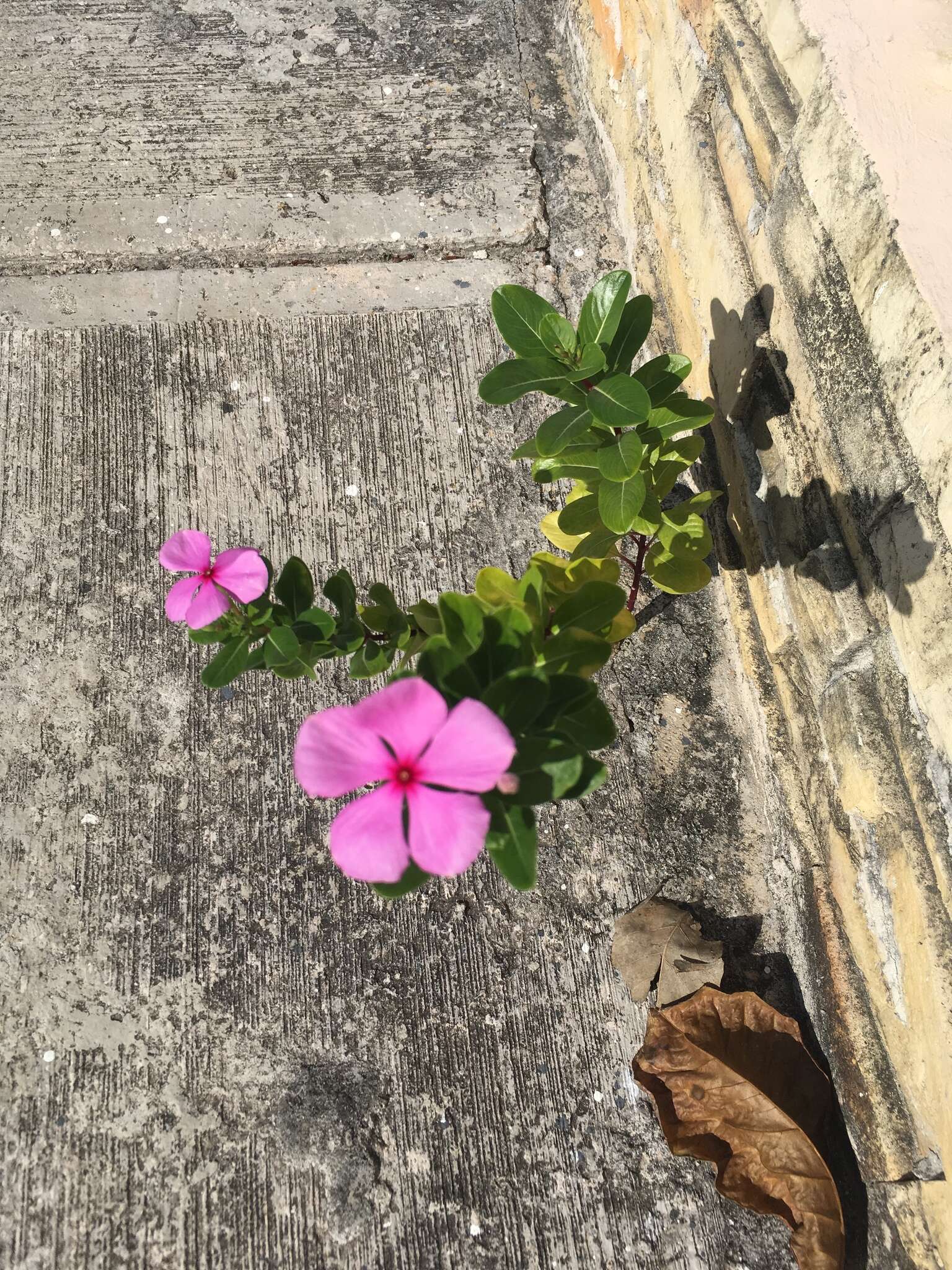 Image of Madagascar periwinkle