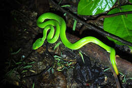 Sivun Trimeresurus macrops Kramer 1977 kuva