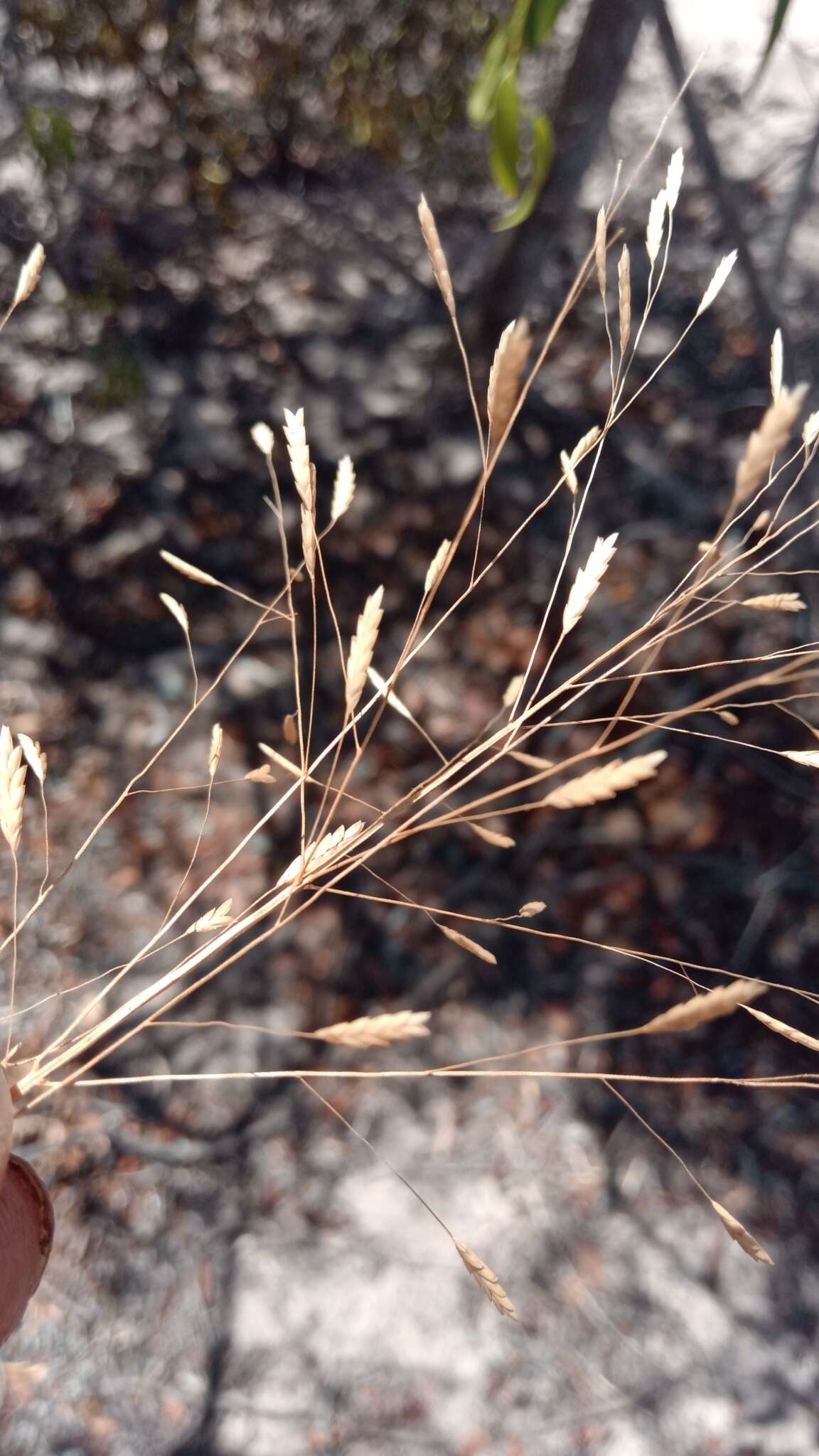 Image of Megastachya mucronata (Poir.) P. Beauv.