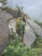 Image of Mountain strelitzia