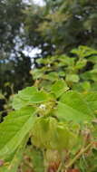 Image of Physalis patula Mill.