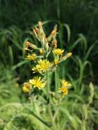 Image of Crepis praemorsa (L.) Tausch