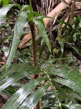 Слика од Calamus muelleri H. Wendl.