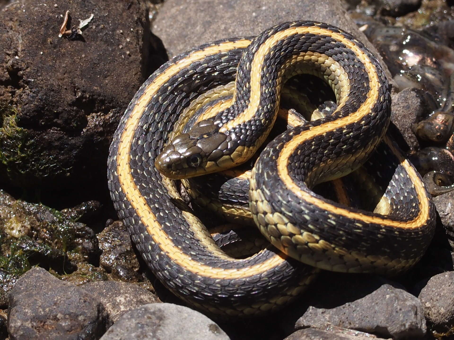 Image of Thamnophis atratus zaxanthus Boundy 1999