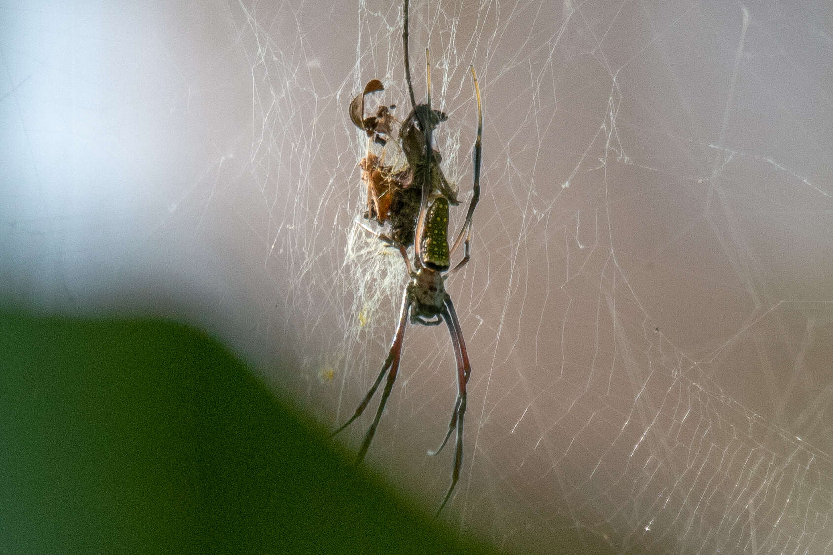 صورة Trichonephila antipodiana (Walckenaer 1841)