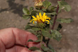 Image of Grindelia tarapacana Phil.