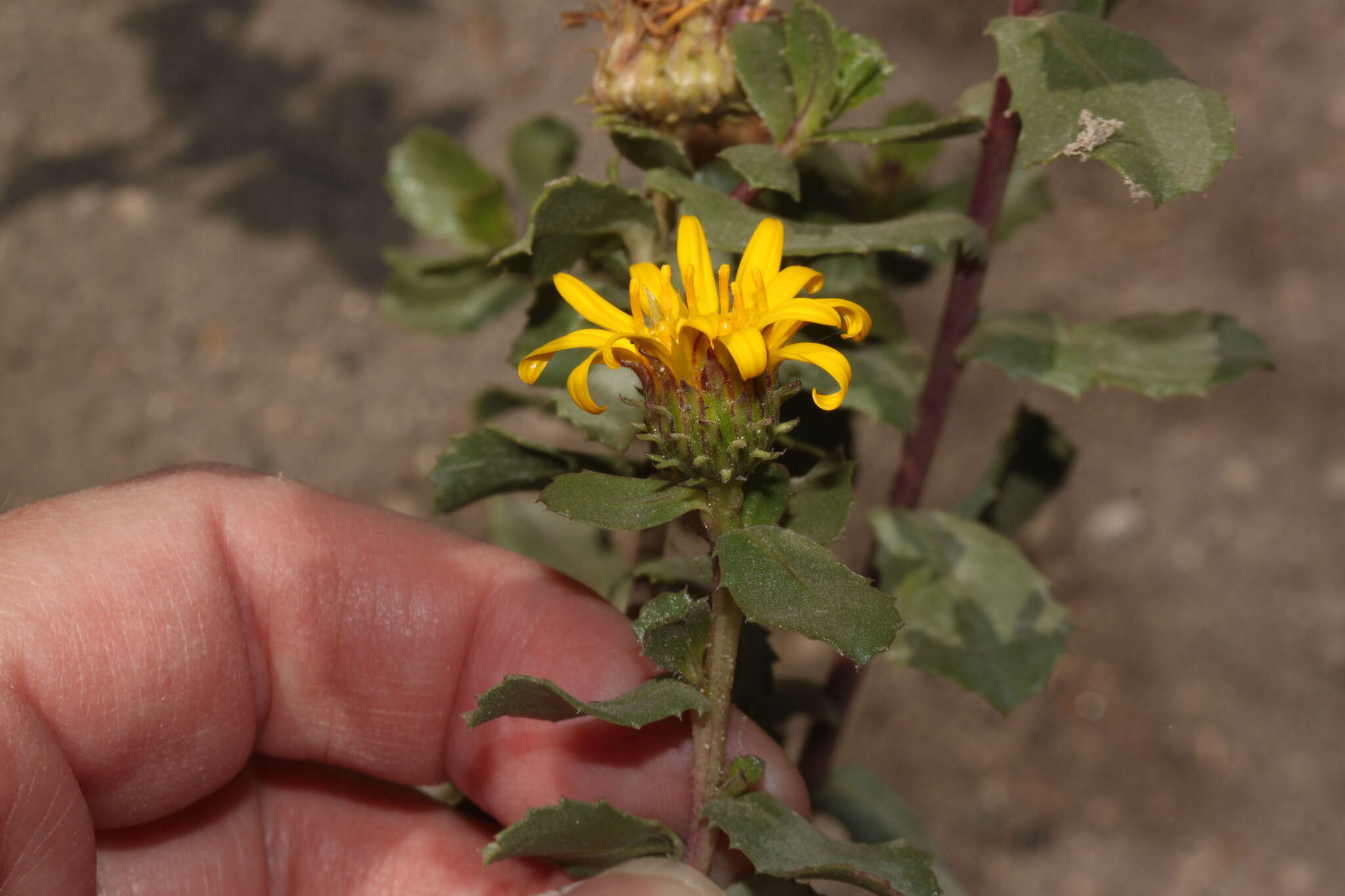 Image of Grindelia tarapacana Phil.