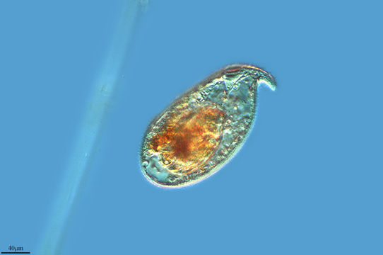 Image of <i>Trachelius ovum</i>