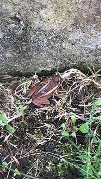 Image of Banded Wood Frog