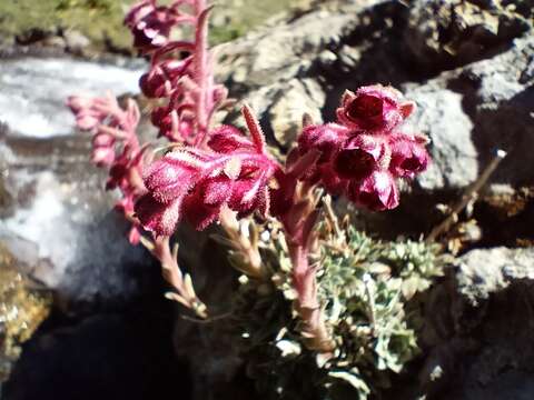 Слика од Saxifraga media Gouan