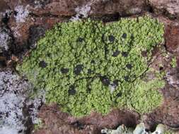 Ropalospora chlorantha (Tuck.) S. Ekman的圖片