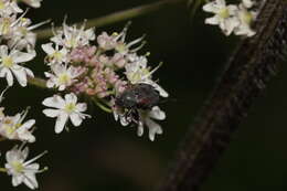 Image of Hoplia (Decamera) philanthus (Fuessly 1775)