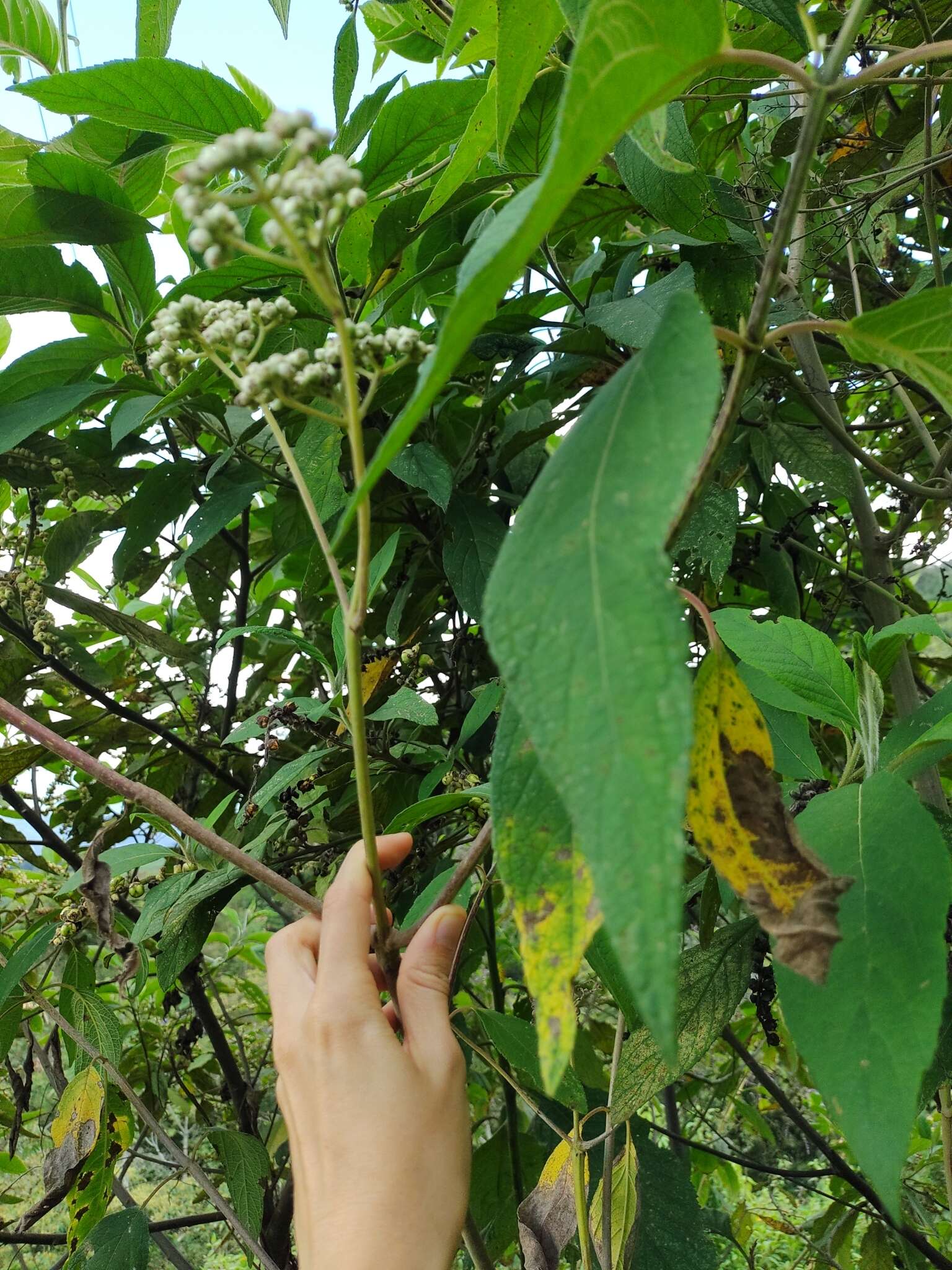 Image of Ageratina popayanensis (Hieron.) R. King & H. Rob.