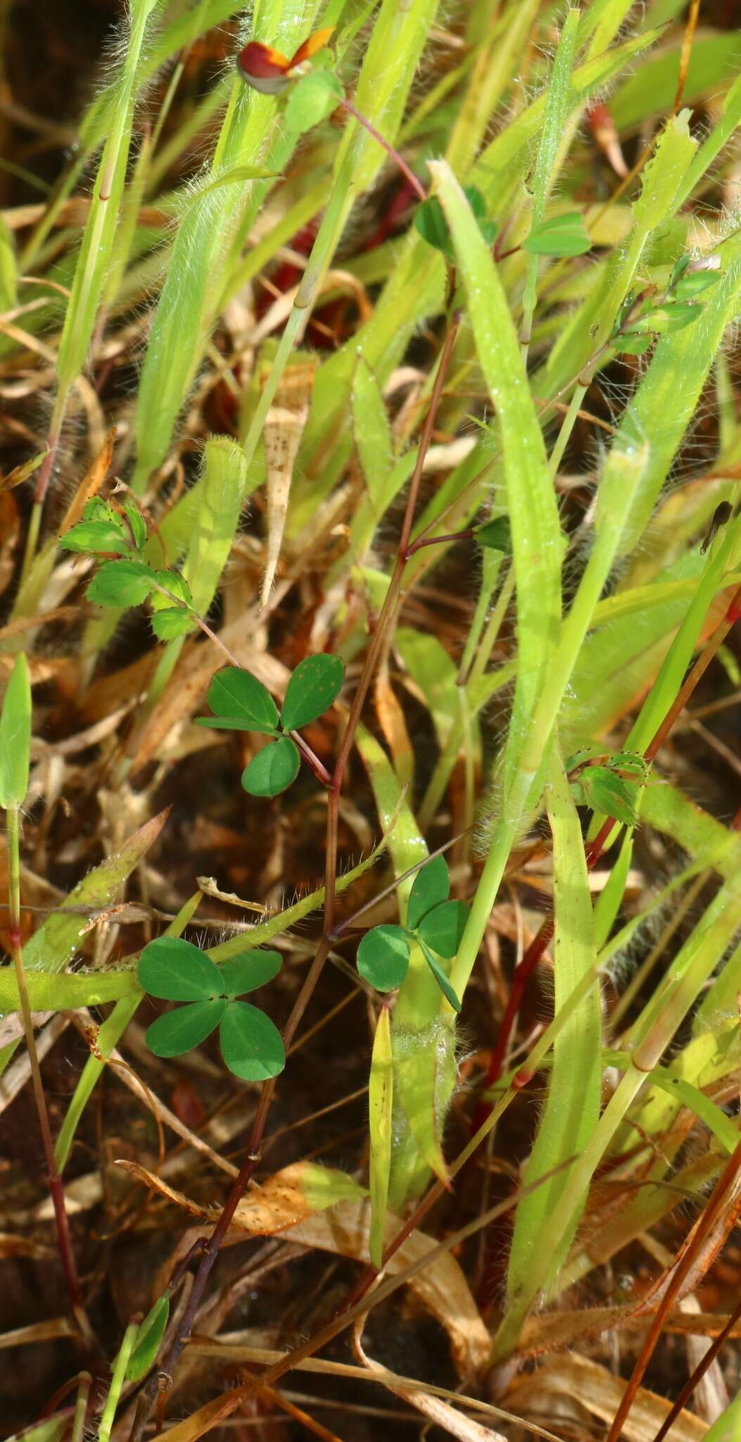 Image of Geissaspis cristata var. tenella