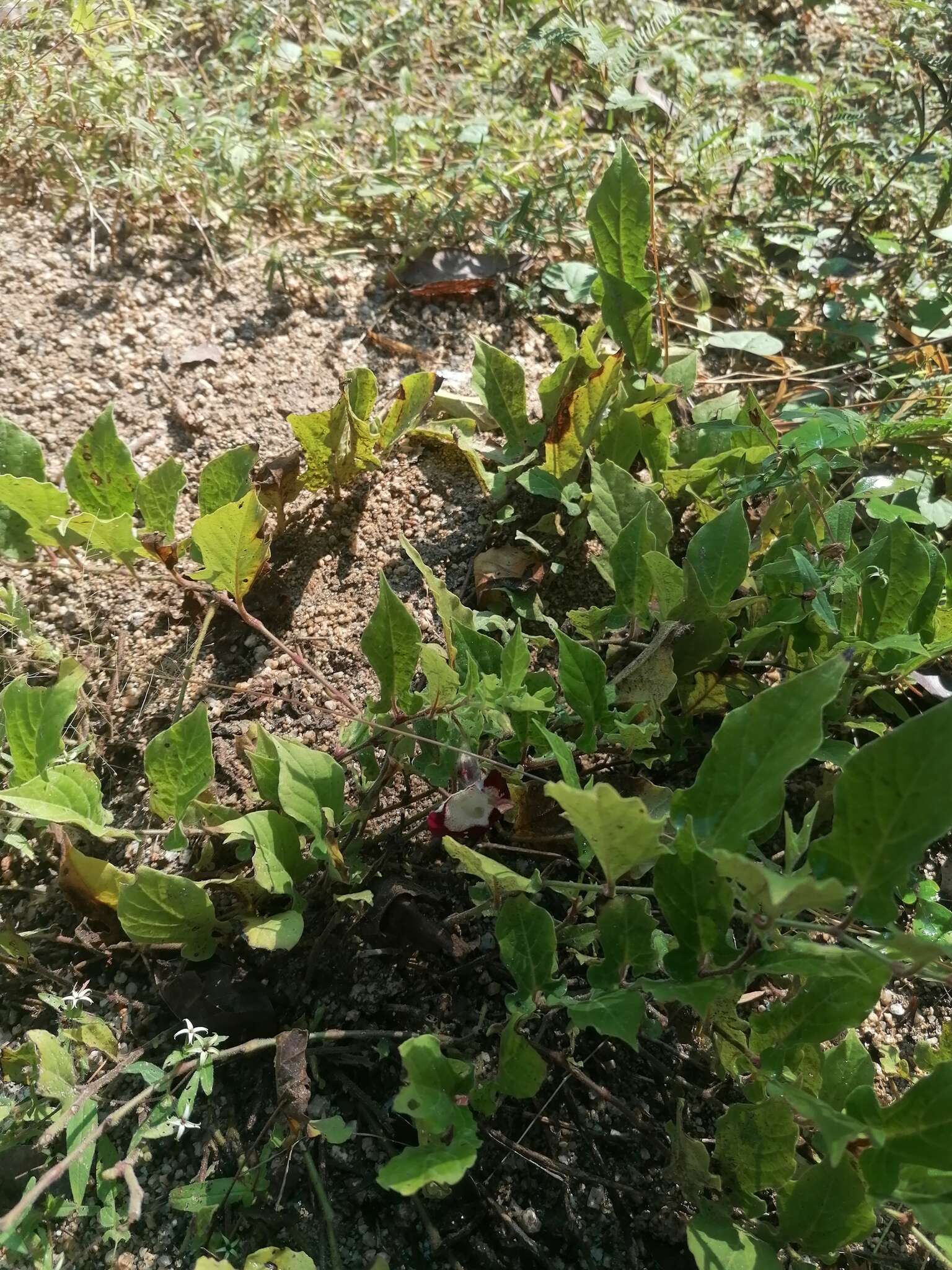 Image of Aristolochia nelsonii Eastwood