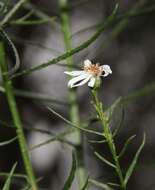 Image of swamp daisy-bush