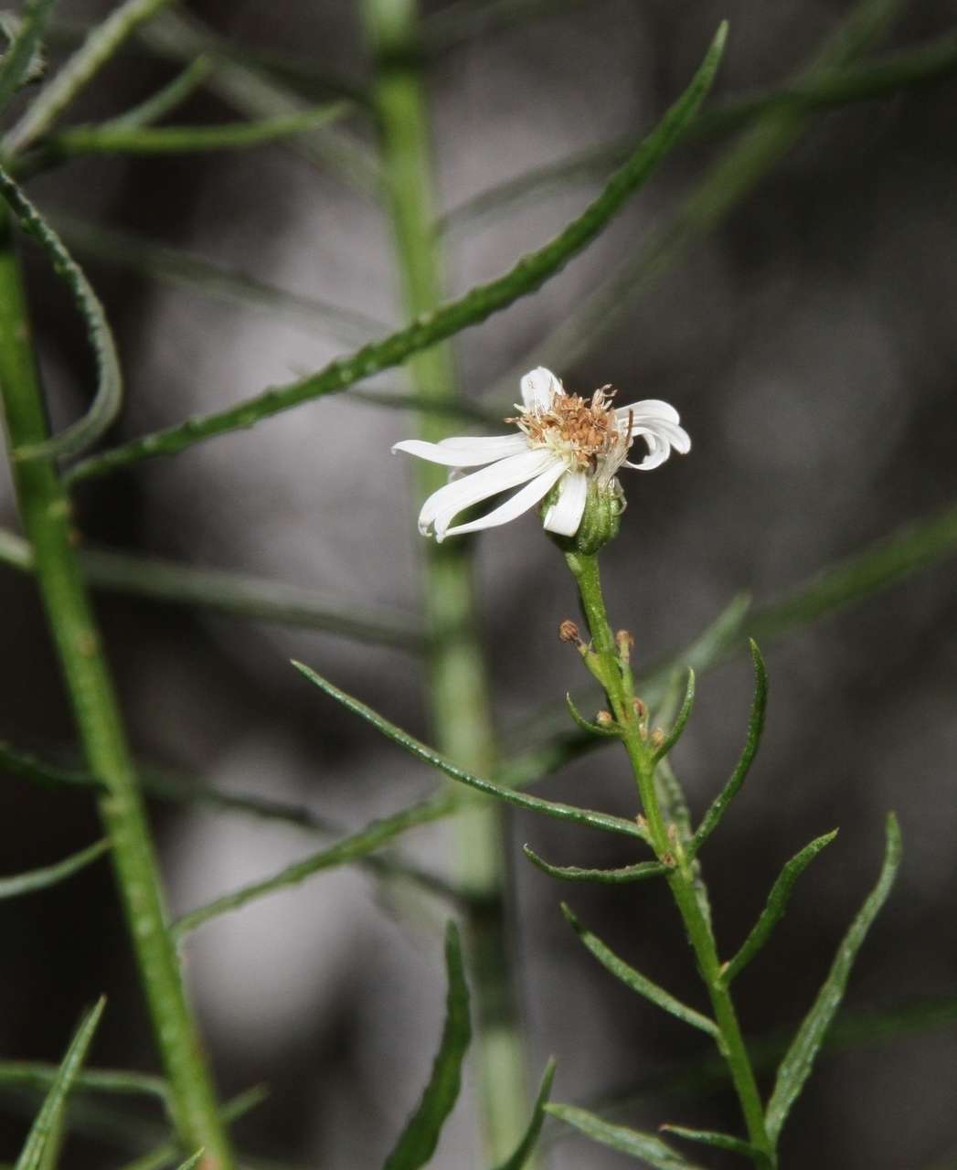 Image of swamp daisy-bush