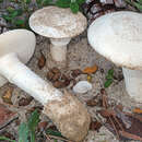 Image of Amanita gilbertii Beauseign. 1926