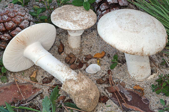 Слика од Amanita gilbertii Beauseign. 1926