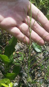 Image of Carolina milkweed