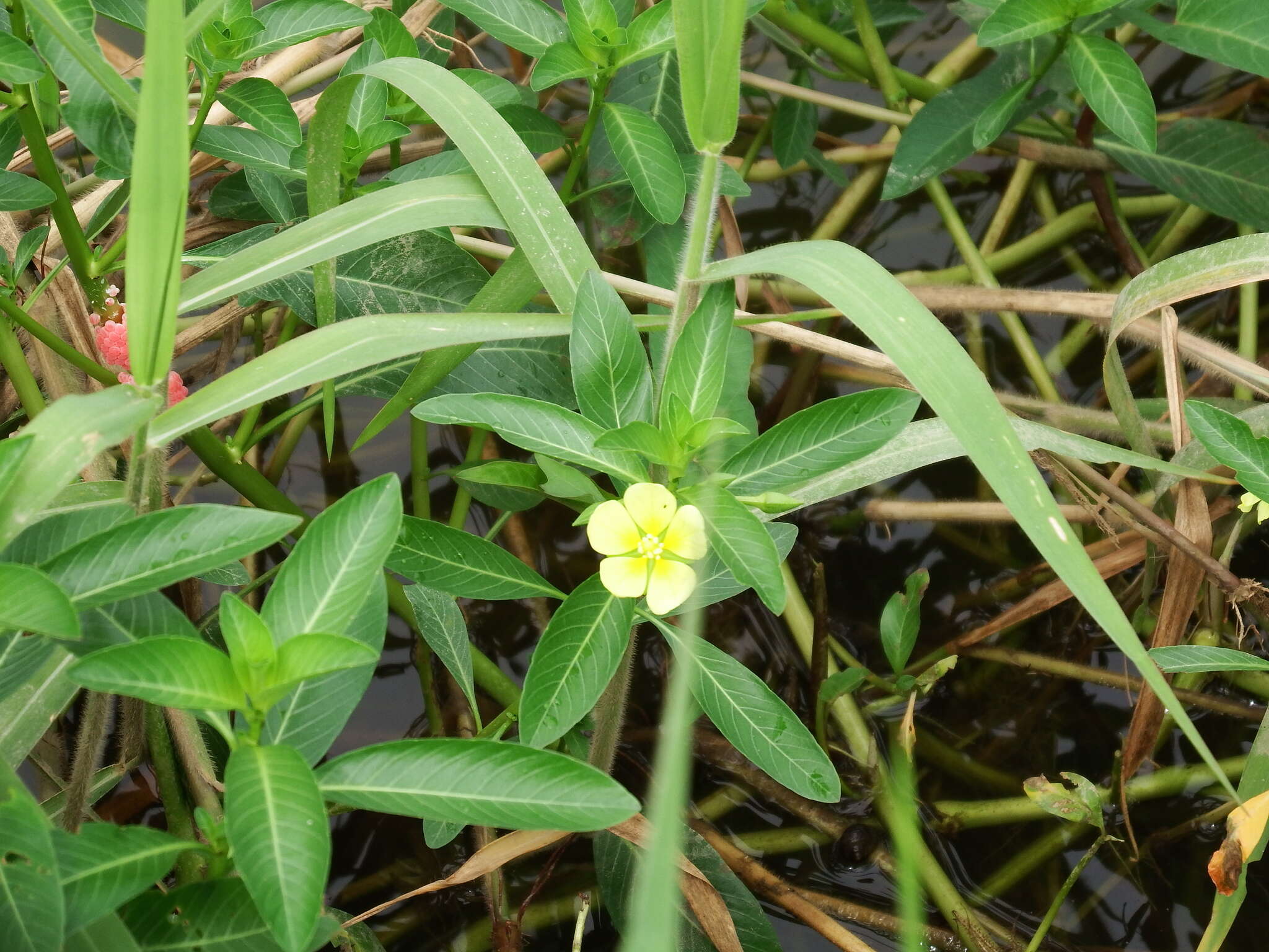 صورة Ludwigia taiwanensis C. I. Peng