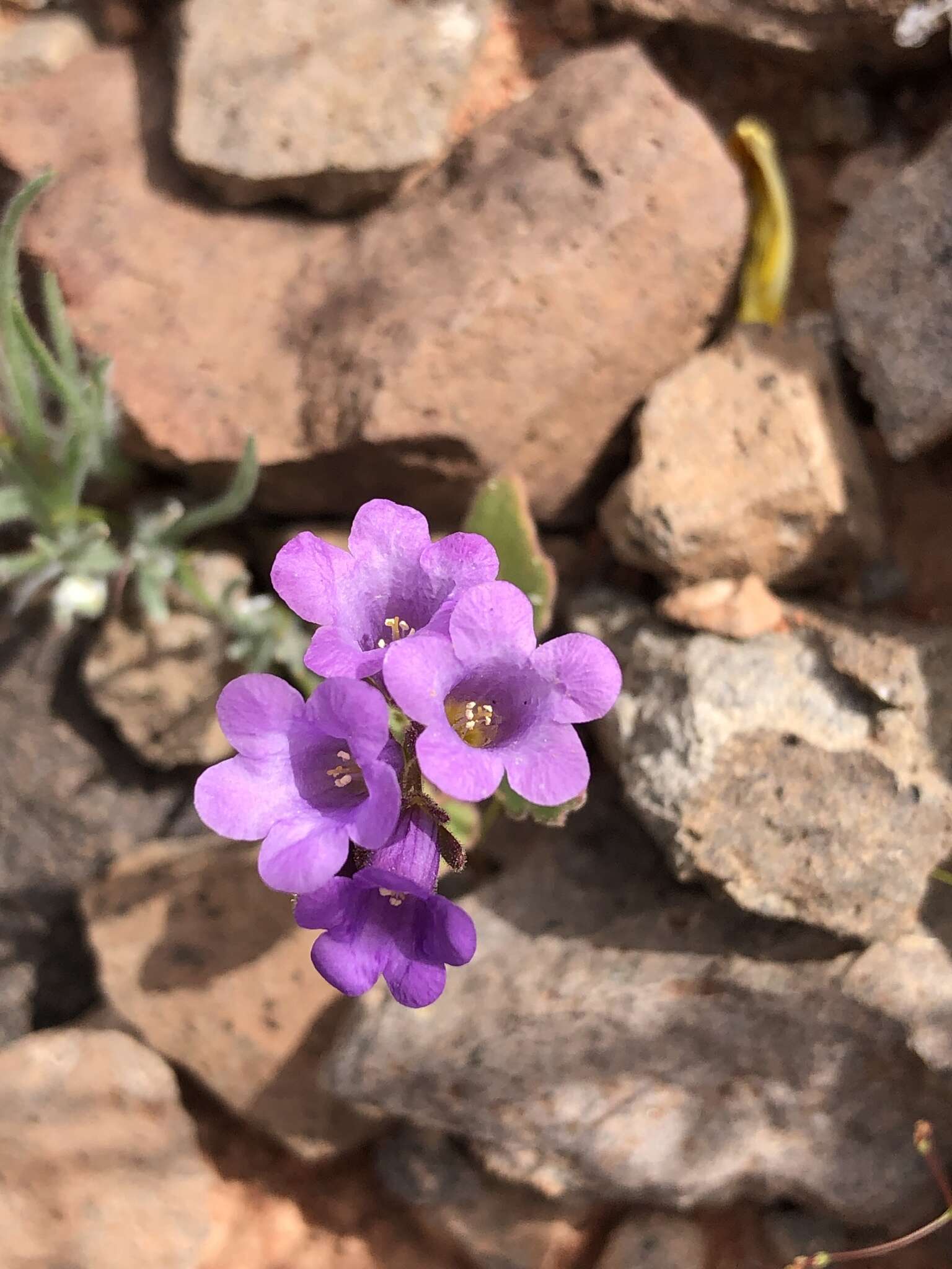 Phacelia pulchella var. gooddingii (Brand) J. T. Howell resmi