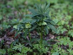 Image of Helleborus dumetorum W. & K. ex Willd.