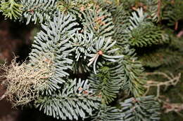 Image of noble fir