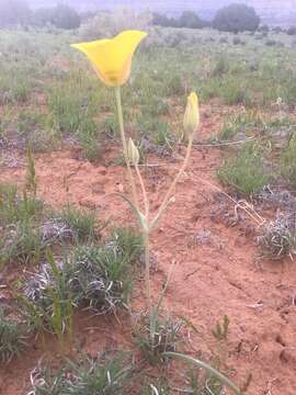 Image of golden mariposa lily