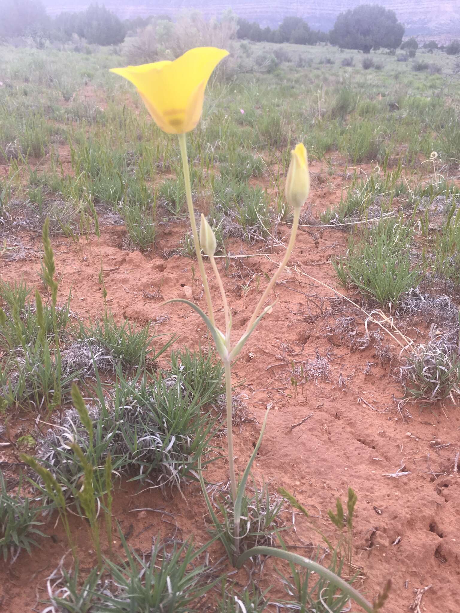 Calochortus aureus S. Watson resmi