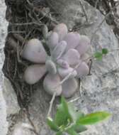 Image of Bracteated Pachyphytum