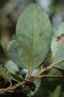 Image of Cryptocarya aristata Kosterm.