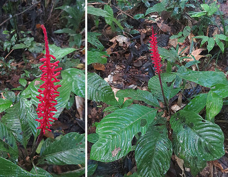 Image of <i>Palicourea subspicata</i> Huber