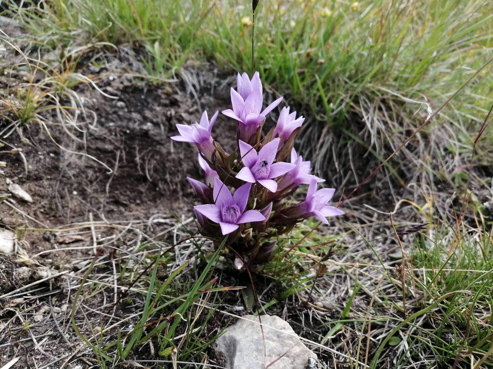 Imagem de Gentianella anisodonta (Borbás) A. & D. Löve