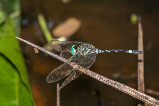 Imagem de Notiothemis Ris 1919