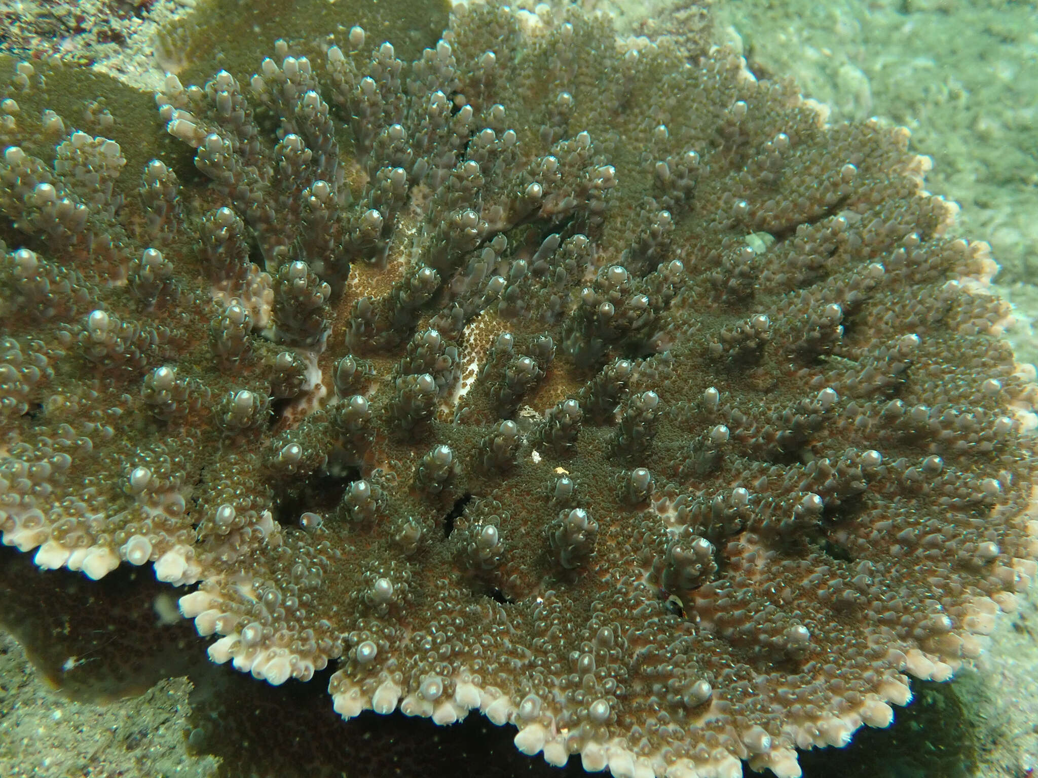 Image of Acropora solitaryensis Veron & Wallace 1984