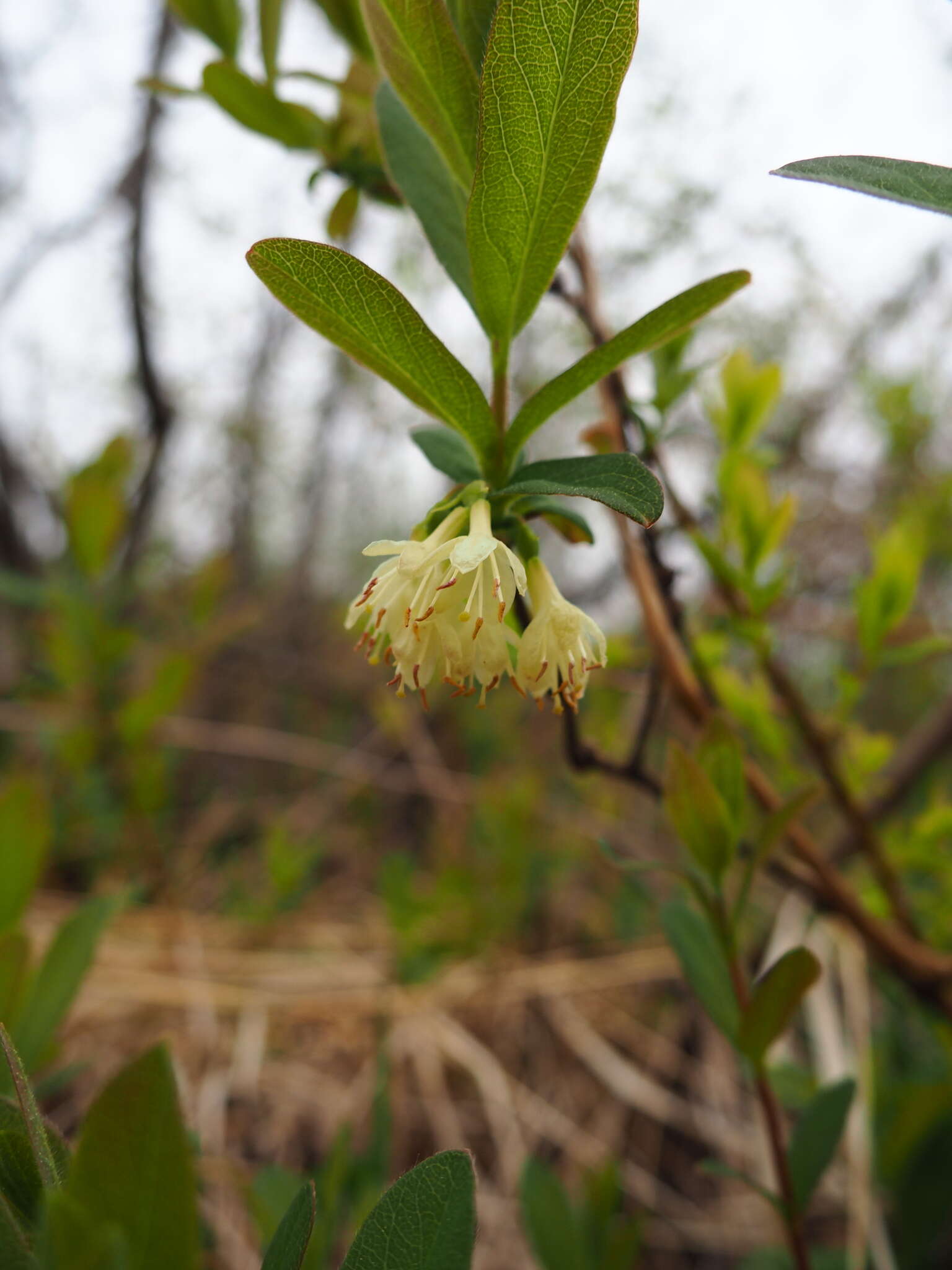 صورة Lonicera villosa (Michx.) Roem. & Schult.