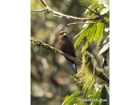 Image of Blue-throated Roller