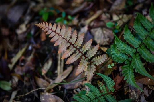 Sivun Dryopteris decipiens var. diplazioides (Christ) Ching kuva